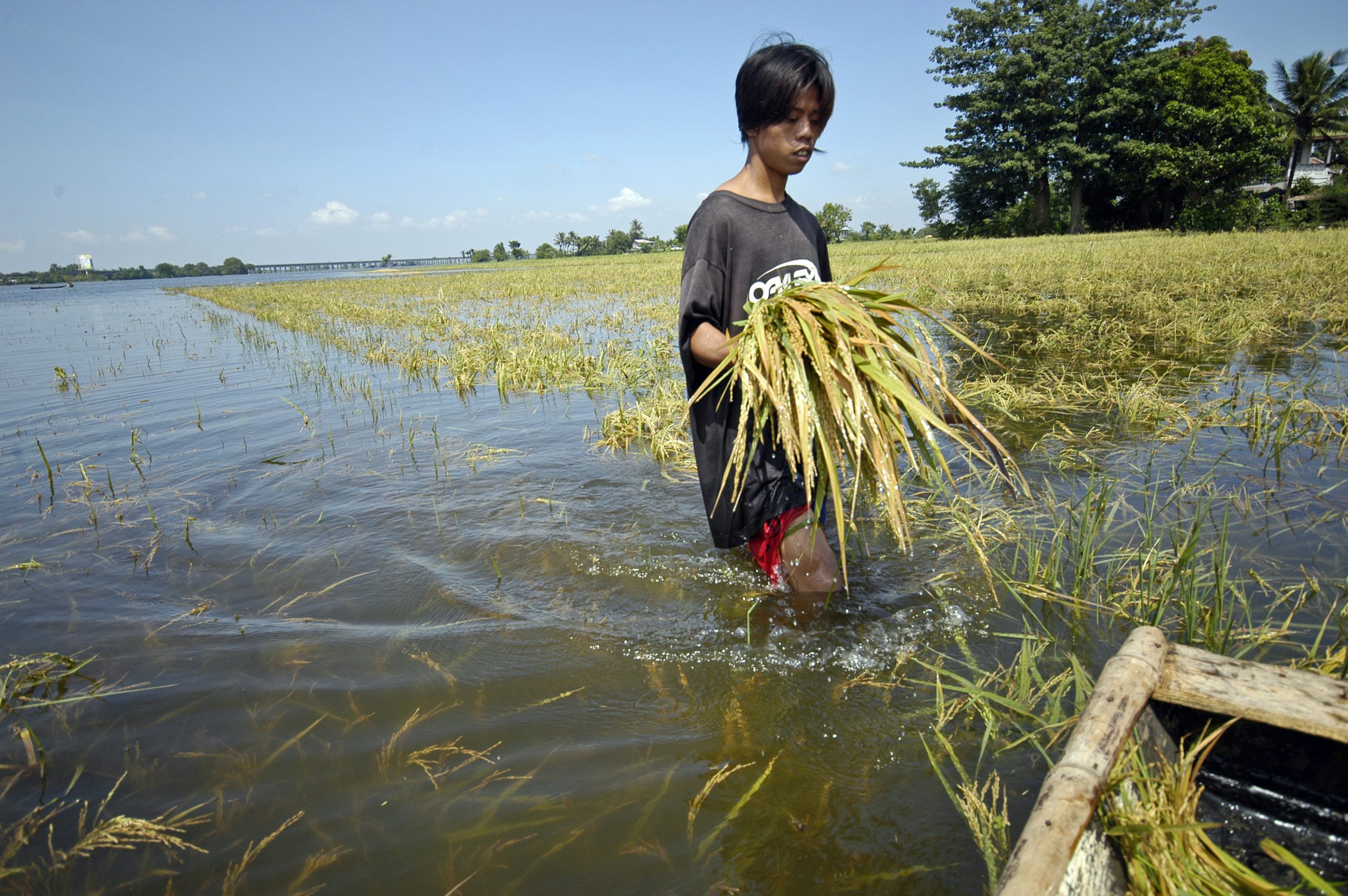 Filippiiniläinen riisipelto tulvii vuonna 2009.
