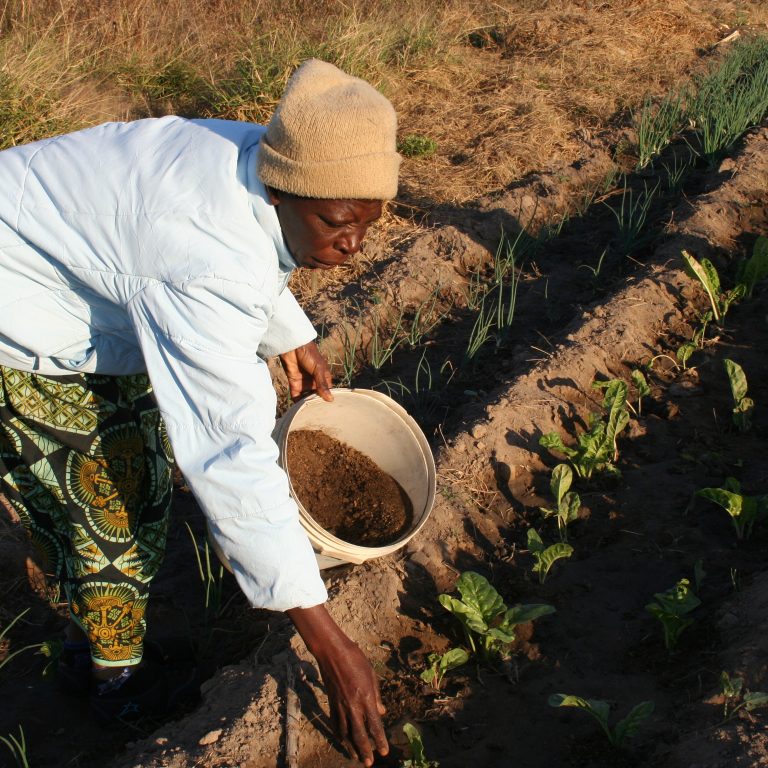 Zimbabwelainen Margaret Gauti Mpofu työskentelee kasvimaallaan.