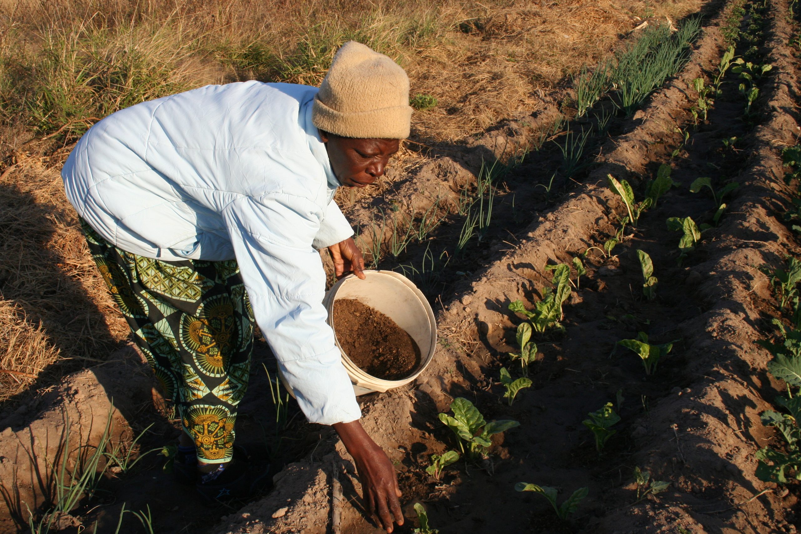 Zimbabwelainen Margaret Gauti Mpofu työskentelee kasvimaallaan.
