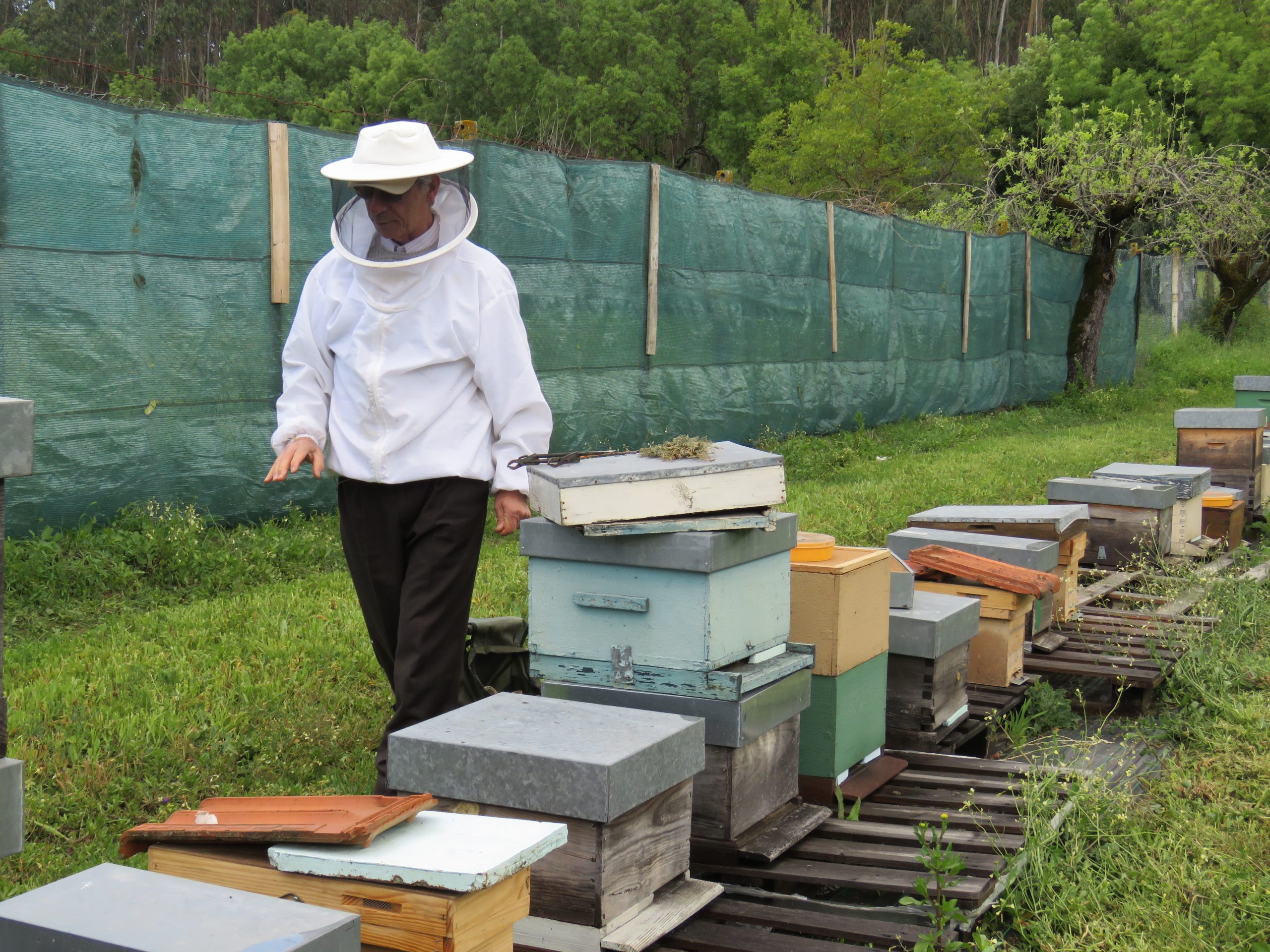 mehiläishoitaja varusteissaan laatikoiden vierellä