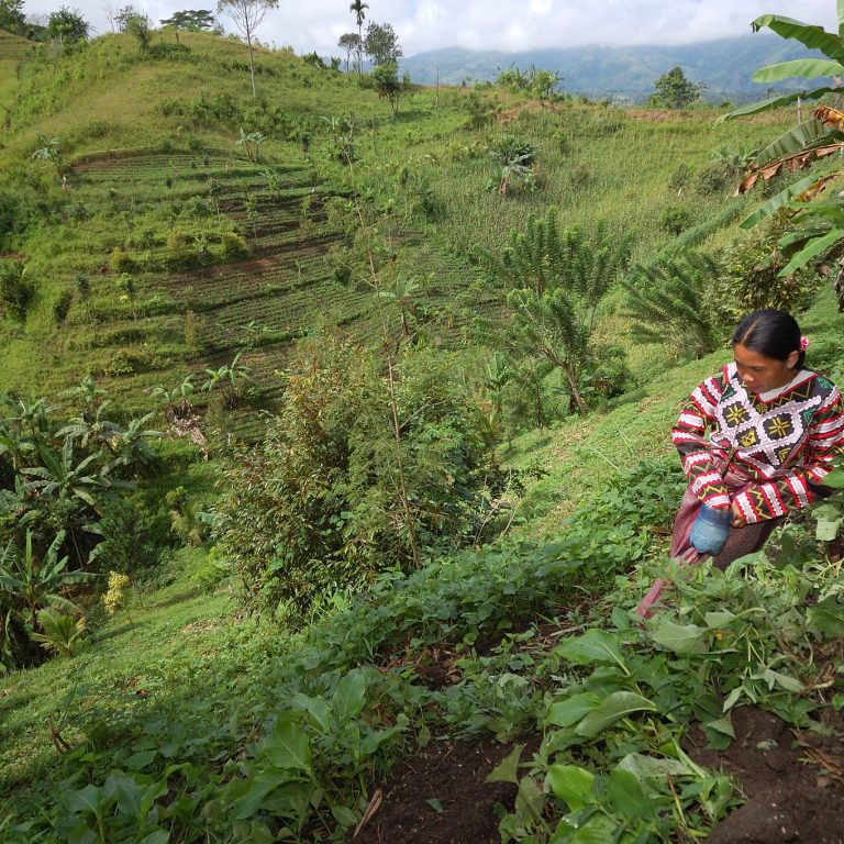 nainen rinneviljelyksillä Filippiineillä