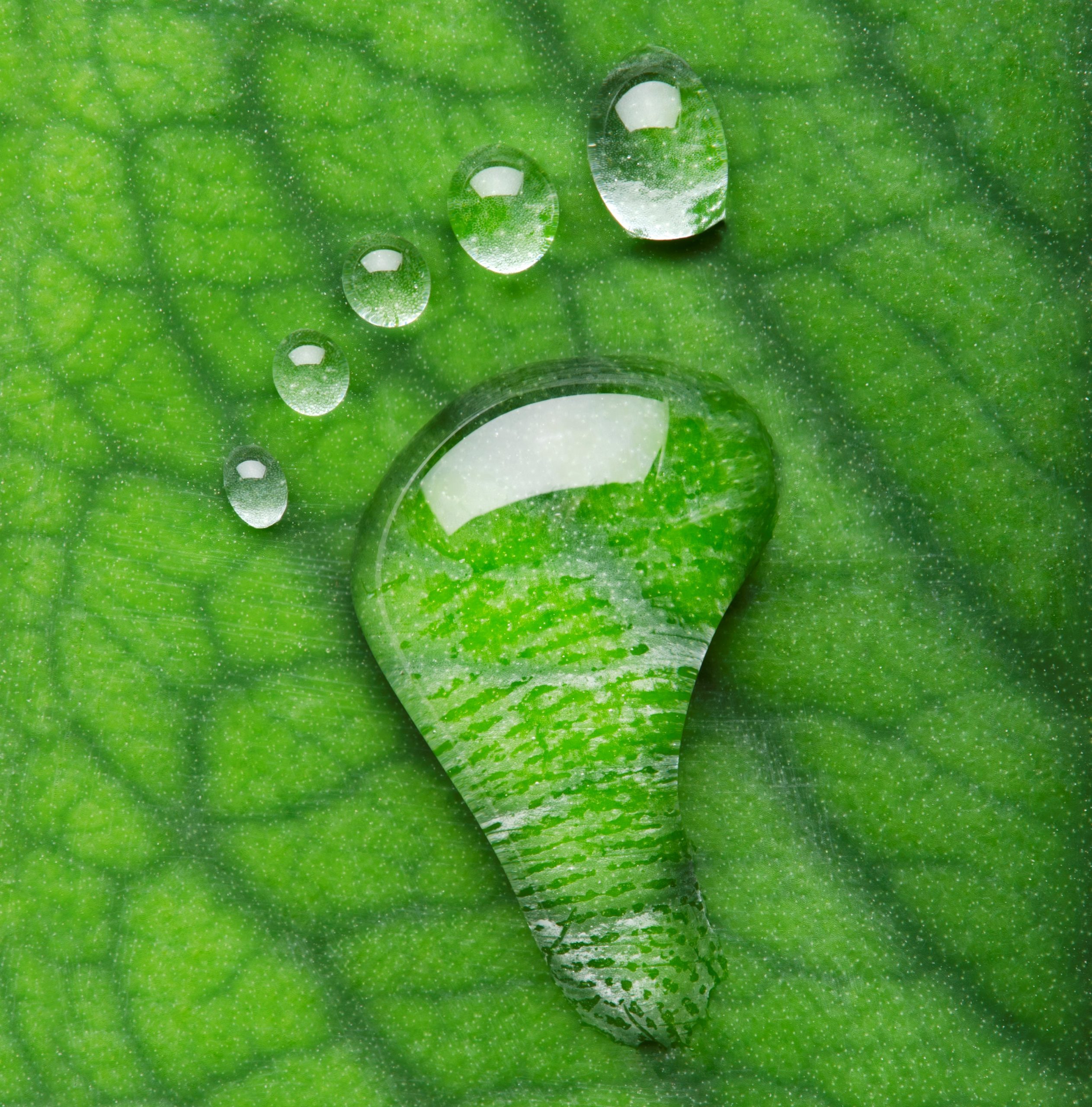 Footprint made from water drops on a green leaf