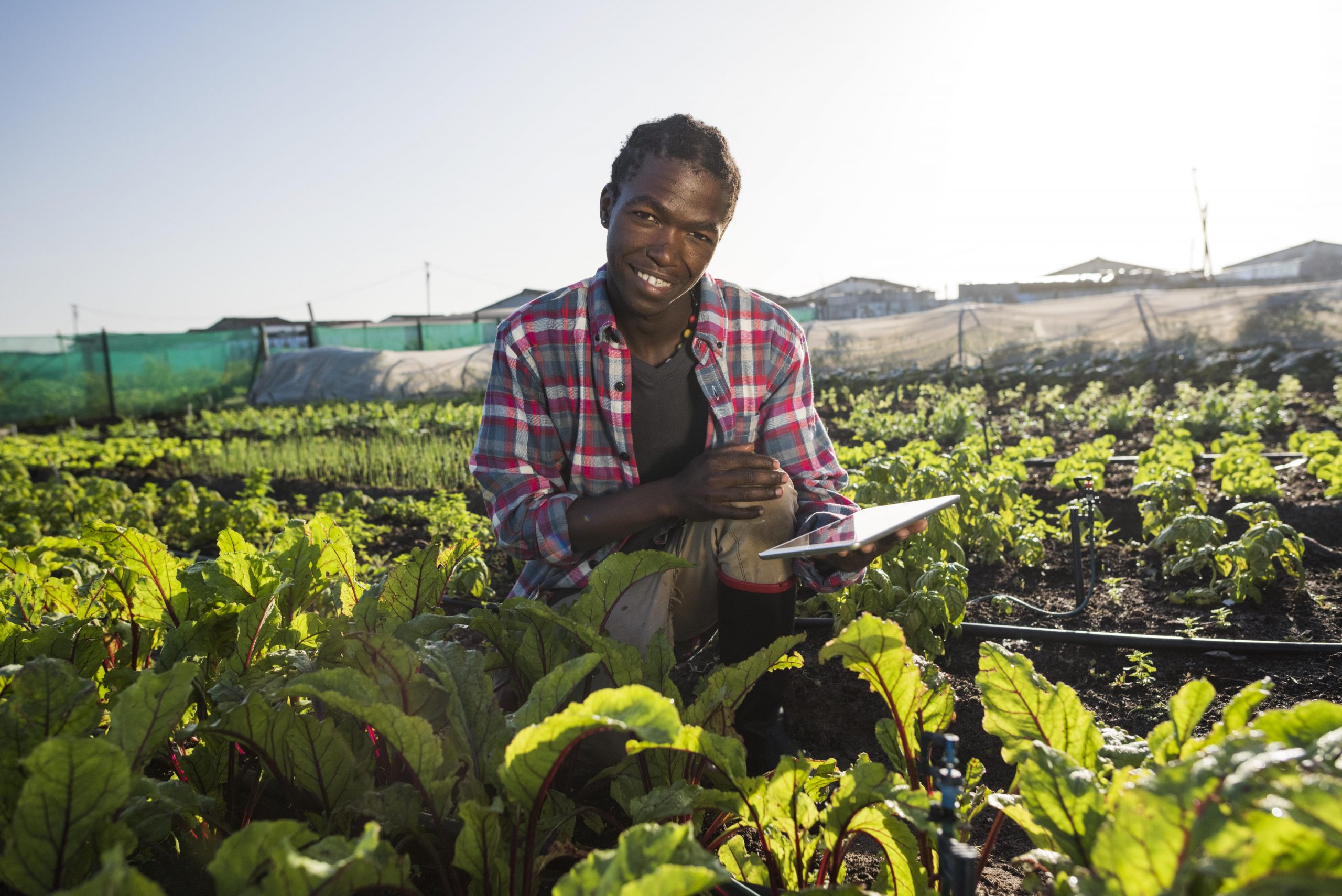 A morning backlit image of a young African male in his vegetable garden, he sits on his haunches holding a tablet while smiling at the camera.