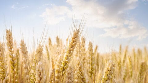 Ruokakriisi uhkaa maailmaa – pienviljelijät ovat nyt keskeisessä asemassa