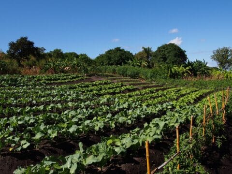 Pienviljelijät uhkaavat unohtua kansainväliseltä yhteisöltä YK:n huippukokouksen alla – ”Ilmastonmuutos ja elonkirjon kato kiihtyvät, jos heitä ei tueta”