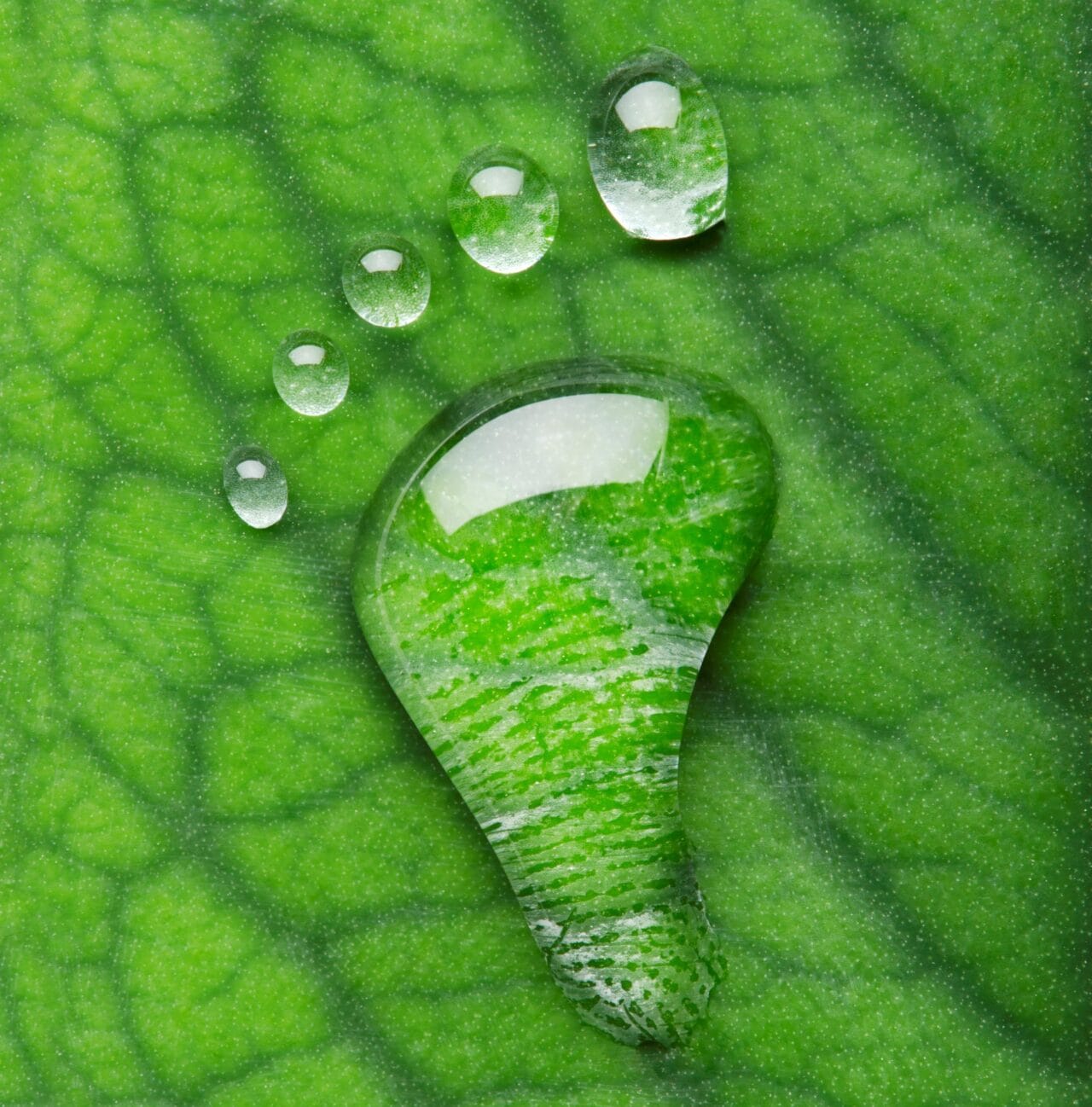 Footprint made from water drops on a green leaf