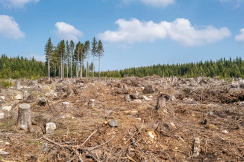 Suomen metsiä ei voida suojella missään muualla kuin täällä – nyt on aika ottaa asia tosissaan