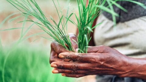 Vaatiiko Suomi riittävää verovastuullisuutta kehitysyhteistyövaroja käyttäviltä yrityksiltä?